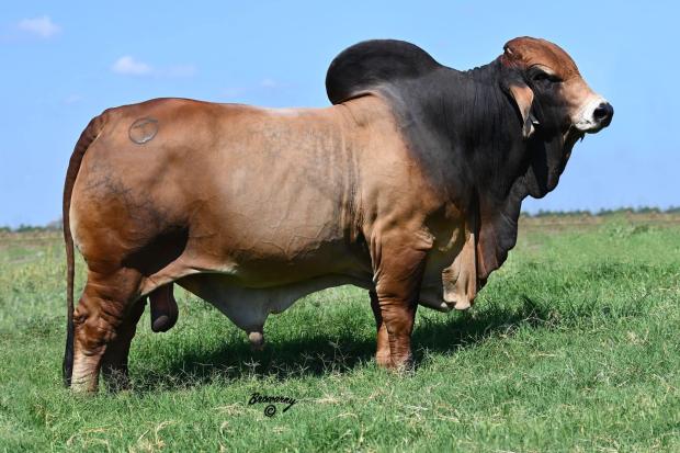 Sire of Calf: CT Mr. Elmeaux Rhineaux 1/7