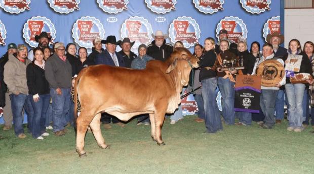 Paternal Half Sister to Calf: CT Ms. Smokin Red Elmeaux 50/1, 2022 National Champion Red Female