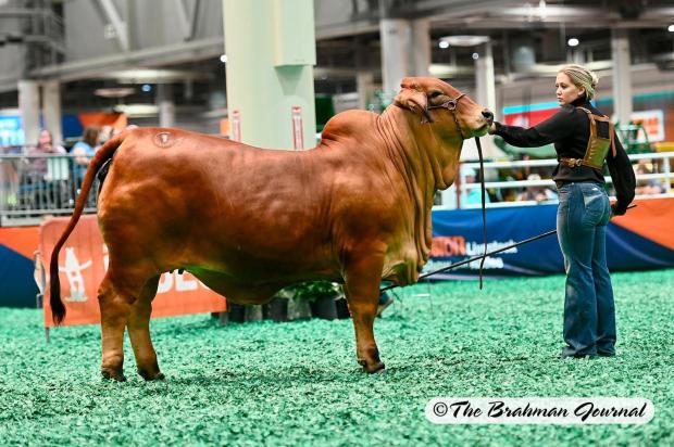 Maternal Half Sister to Calf: BCC Lady Elizabeth 10/21, 2023 International Reserve Intermediate Champion