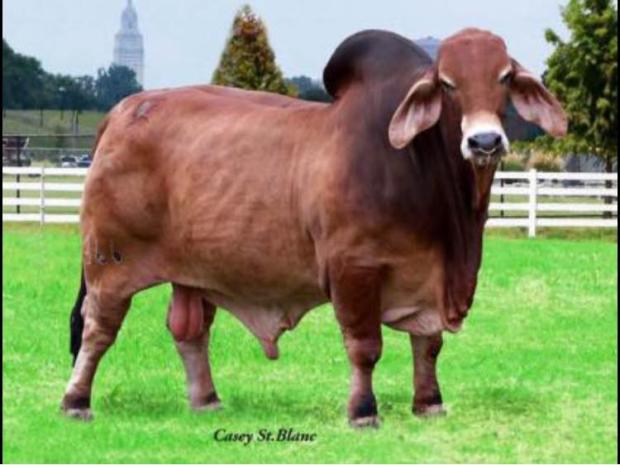 Sire: +DF Mr. Butterbean 366/4