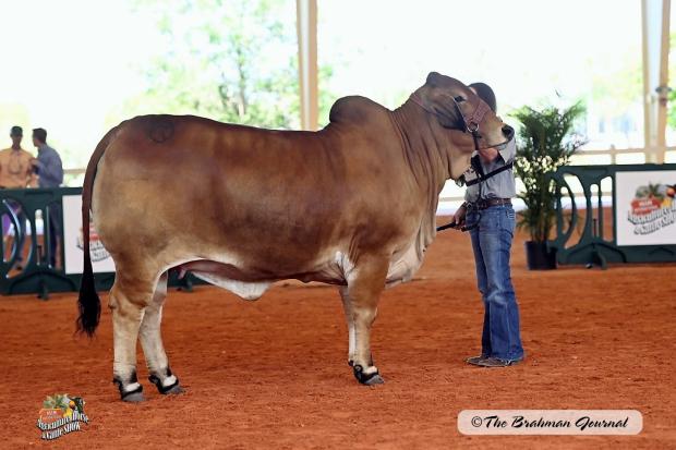 Paternal Half Sister: CT Ms. Red Bean 13/9, 2022 ABBA Show Cow of the Year