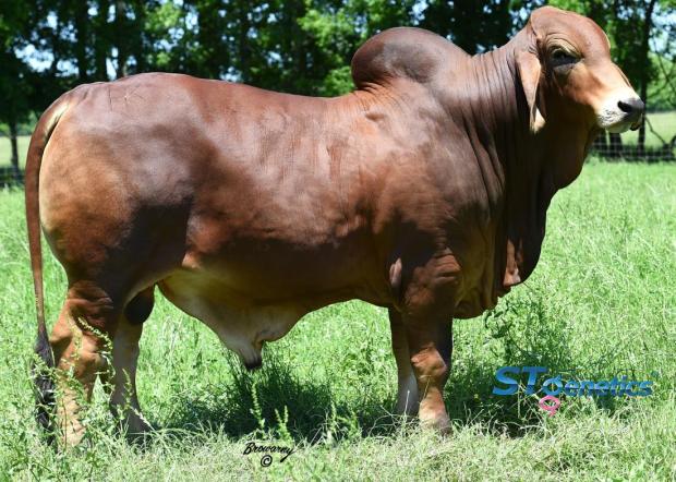 2 Sire of Embryos: HK Mr. America 280