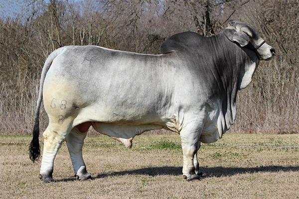 Sire: Mr. H Pride of Maddox Manso 684/8