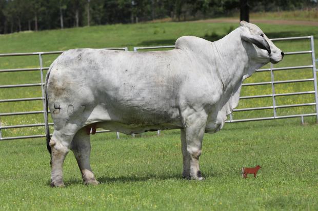 Dam: Miss V8 407/7 – sells as lot 9