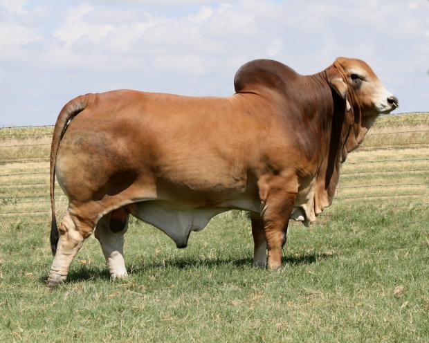 Sire: LMC LN Polled Pappo 136/6