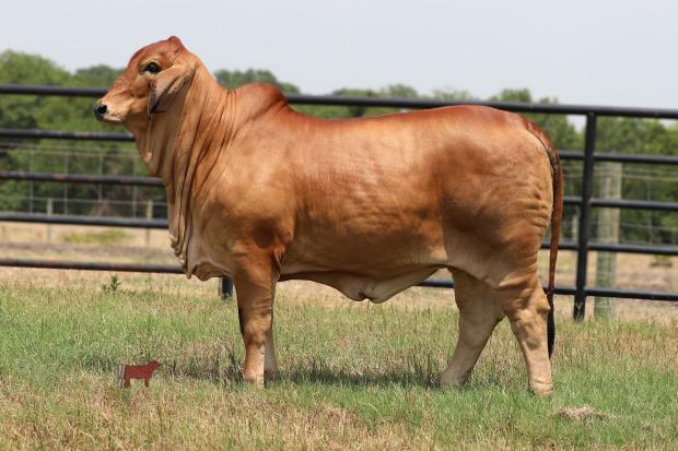 $30,000 Daughter of Polled Pappo