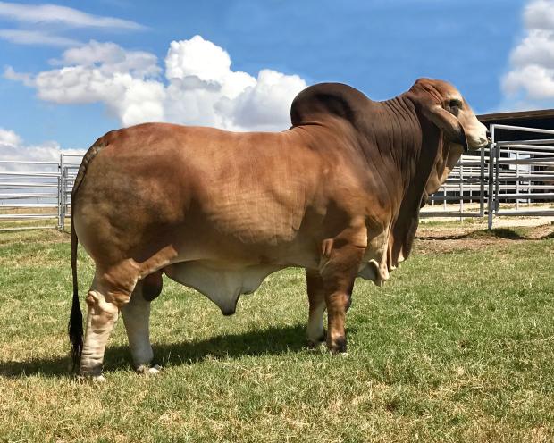 Sire of Embryos: LMC LN Polled Pappo 136/6