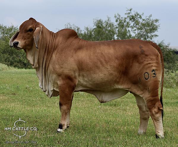 Paternal Half Sister to Embryos: Miss HMC Polled 103/1 (PP)