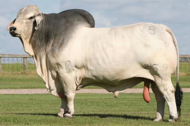 Full Brother: Mr. V8 259/7