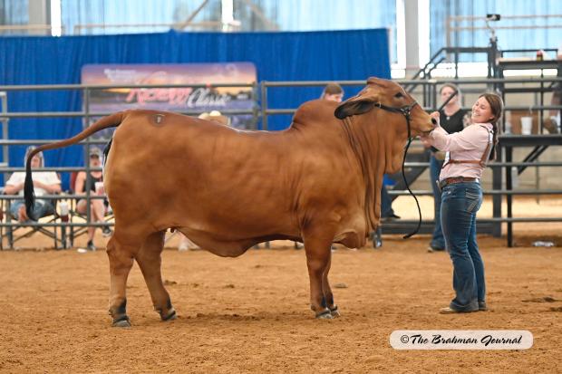 Maternal Half Sister to Calf: BCC Lady Elizabeth 10/21, 2023 International Reserve Intermediate Champion