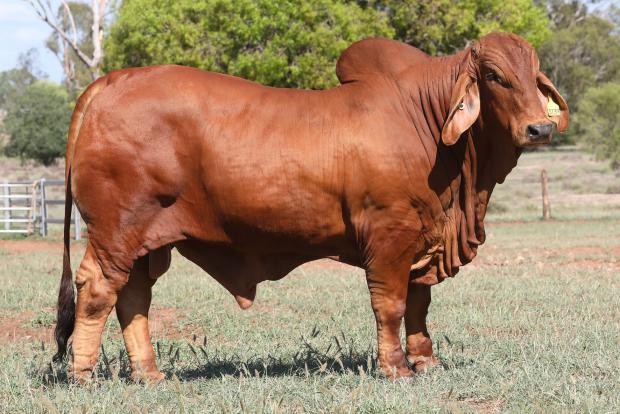 Sire to Embryos: NCC Red Odyssey (P)