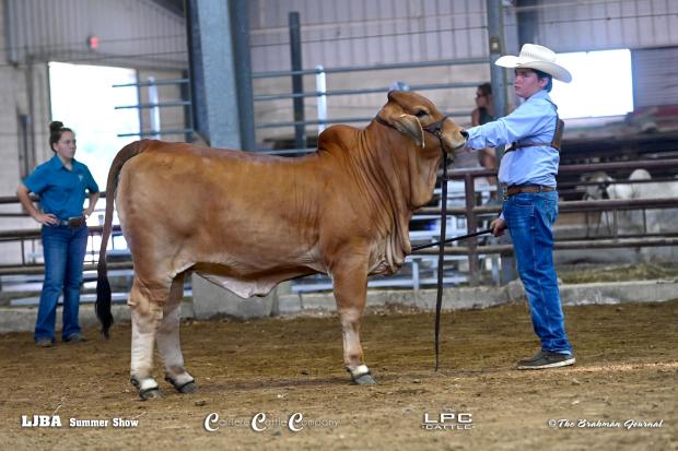 Sparkles Daughter – LJBA Calf Champion