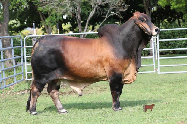 Full Brother to resulting calf