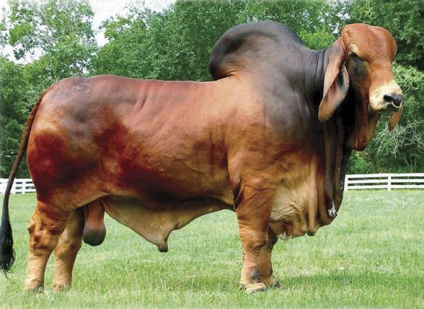 Sire of resulting calf