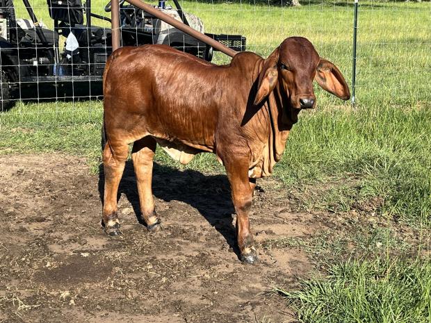 Full sibling to resulting calf