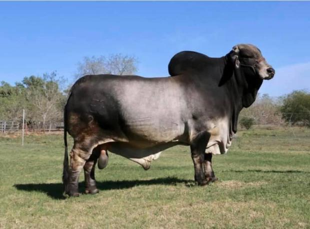 Sire of resulting calf