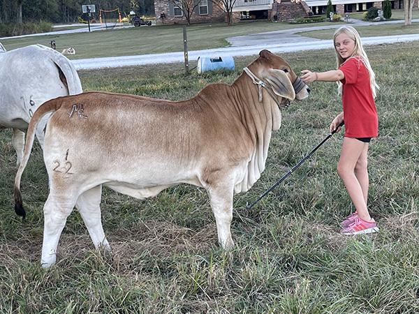 Elroy’s Rose as a calf