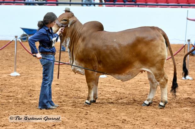 Full Sibling who has been a many time show winner