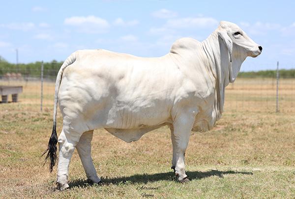 Many time show winning daughter purchased by Circle F Farms