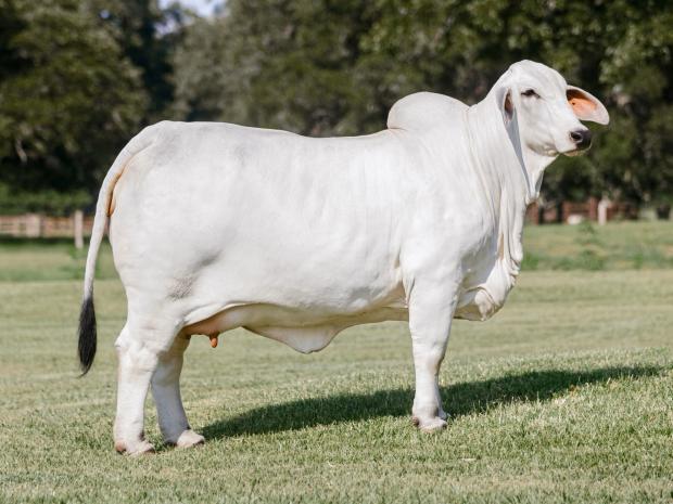 Daughter purchased by V8 Ranch