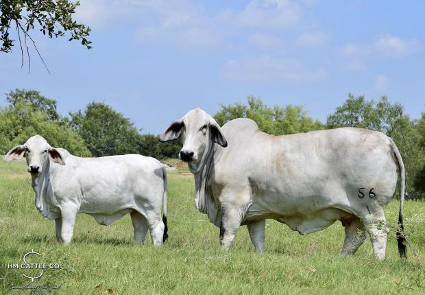 Daughter who is a donor for HM Cattle Co.