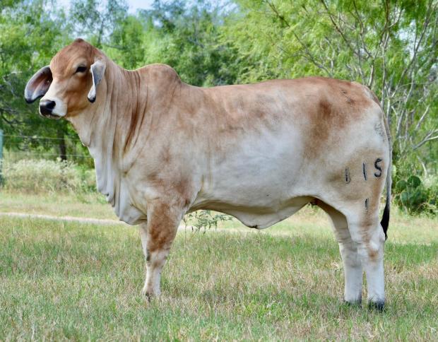 Daughter: MISS HMC POLLED 115/1 (PP) sold to Hilltop Ranch