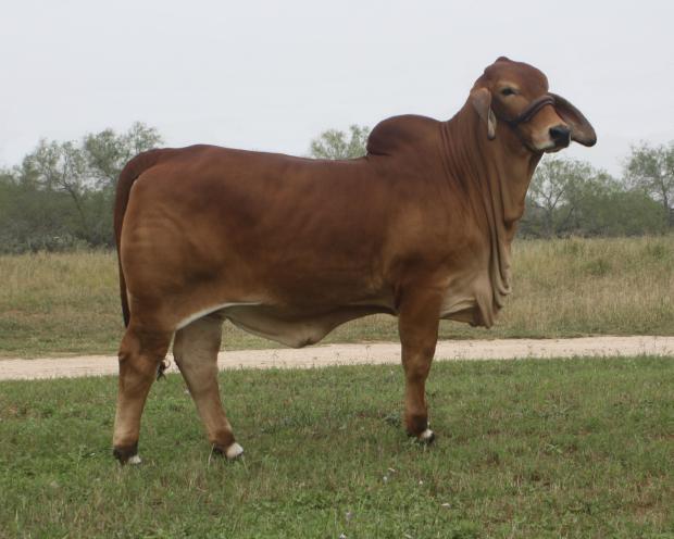 Full sister: LN Polled Marvel 59/9