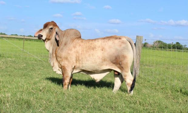 Service Sire: K-K Polled Zuko