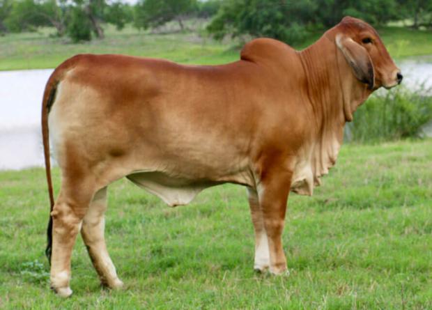 Dam:LMC LN Polled Charlotte 141/9