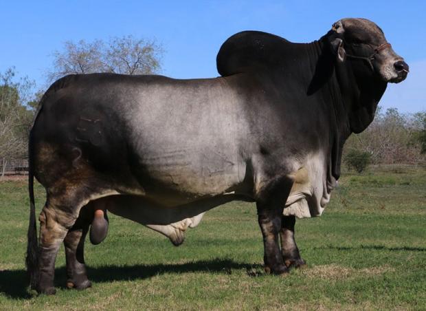 Sire: Polled Pathfinder