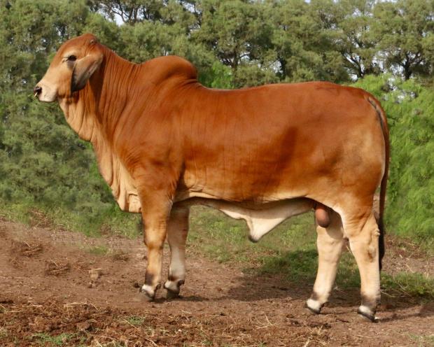 Full Sibling: LMC LN Polled Prodigy