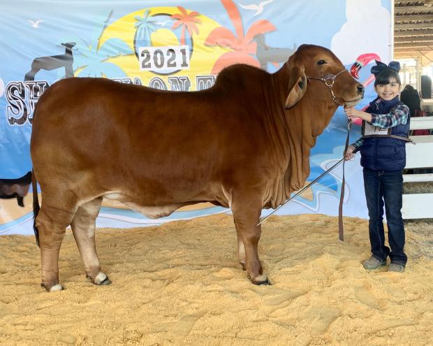 Daughter: LN Polled Promise 89/9