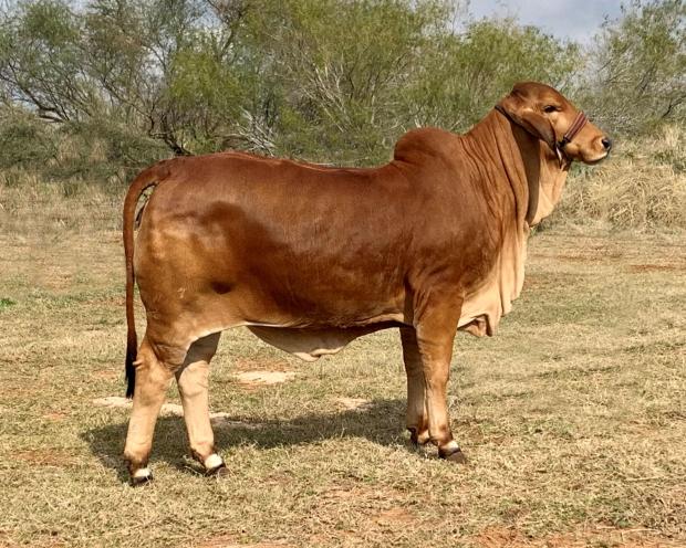 Lot 22 - SEMEN: LMC LN Polled Pappo 136/6 (P), Cattle In Motion, Cattle  Auctions, Live Broadcasts, Online Only Auctions, Presale Videos, Photography