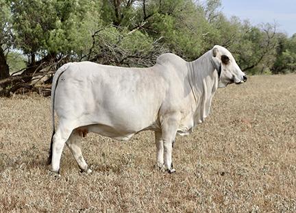 DAM - LMC KPBR Polled Roxy 25/5 