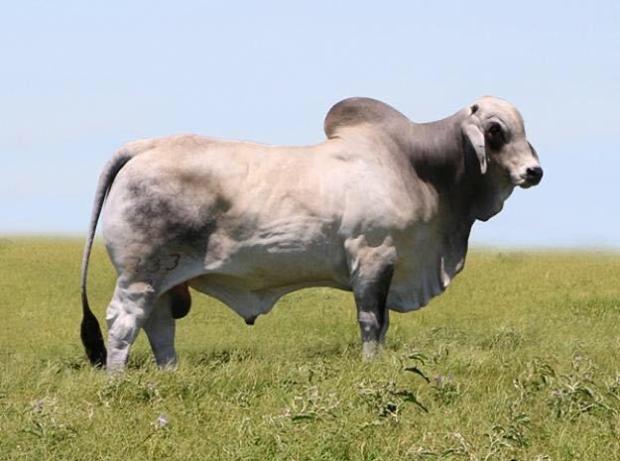 SIRE - MR. V8 733/7 “Polled Phenom” 