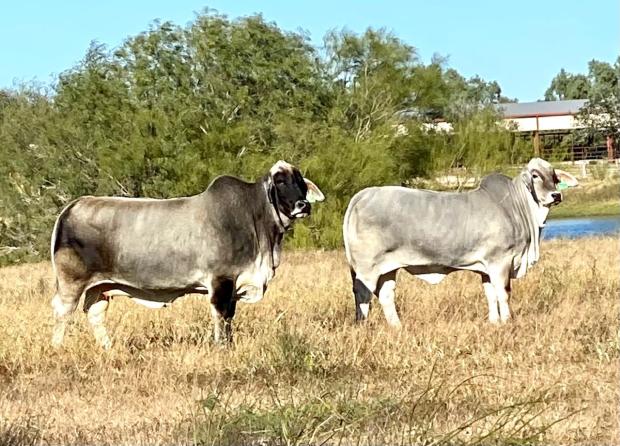 DAM - +LMC Polled Passion 55/4 (P) with her LMC LN Polled Pappo Daughter owned by David Simmons.