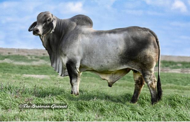 SIRE - LMC LF Polled Pecos 40/9 (PP)is a Line-Bred LMC Polled Madison and a maternal brother to LMC LF Polled Godfather (PP). 