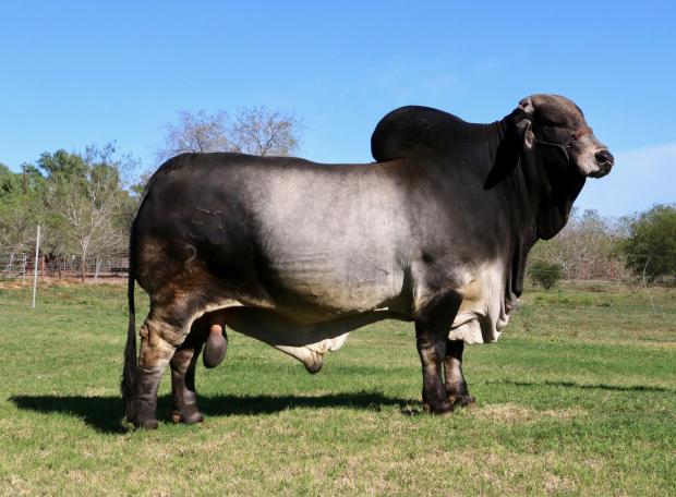 PATERNAL GRANDSIRE - World Renown AI Sire Polled Pathfinder bred by and owned with long time friend Ava Barker. A BEEF MACHINE !