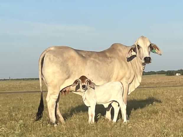 PP DAM with her Lot 5 as a baby. Check out her great udder.