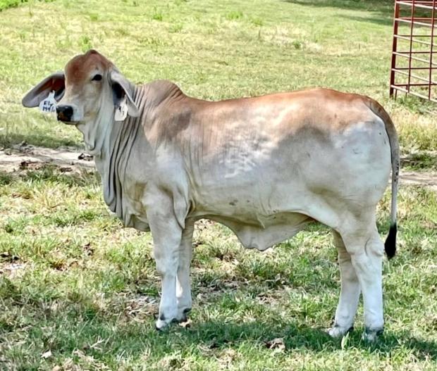 3rd Generation HOMOZYGOUS POLLED LMC Polled Ely 69/6 (PP) daughter of LMC LN Polled Pappo (PP) sired maternal sister to Lot 5 