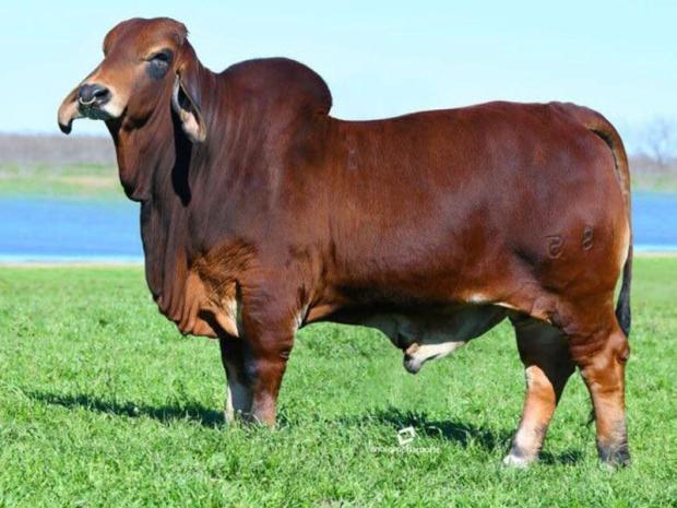 Sire: SRS Joe Kid 185