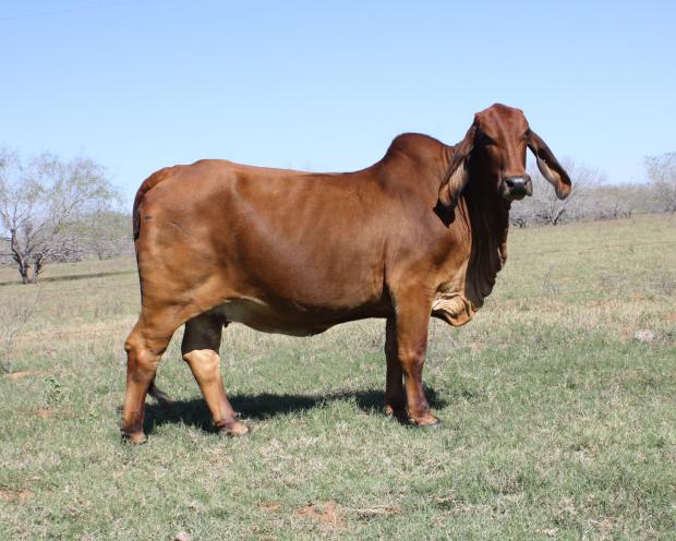 Dam: LN Polled Grayce 156/6