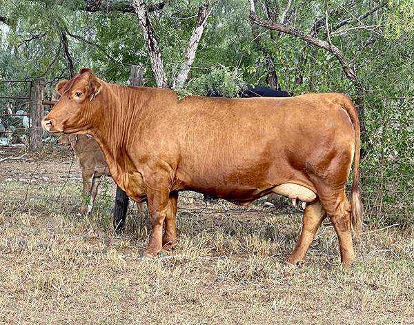 Daughter - LMC LN Lady Rhino 5C/179