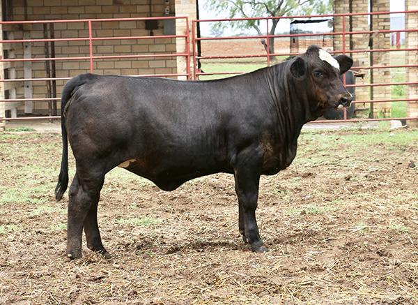 Boening Bros. Bred Masterpiece Daughter