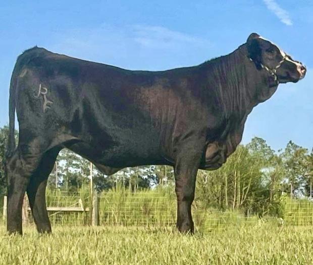 Masterpiece Daughter Bred By Keith Johnson