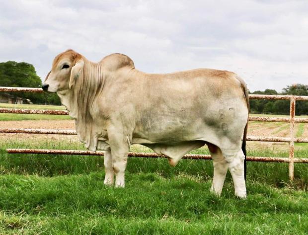 Son - LMC LF Polled Godfather 187/0 (PP)