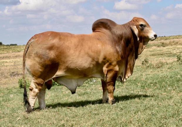 Sire - LMC LN Polled Pappo 136/6