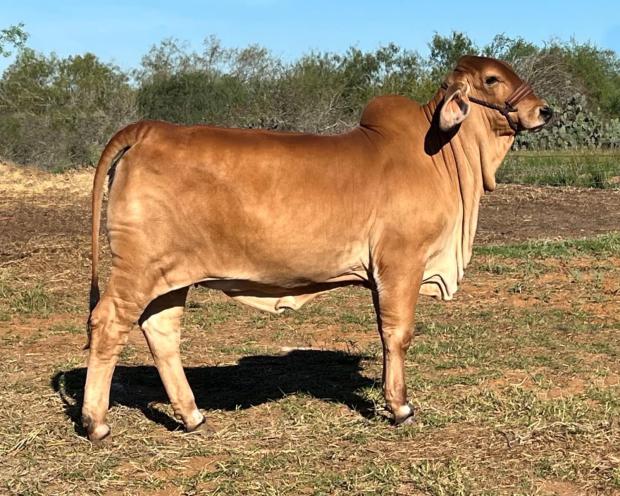 Daughter - Bred by Patroncita Cattle Company