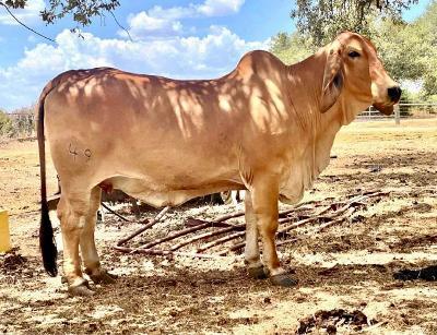 Daughter - Champion for Schulte Cattle