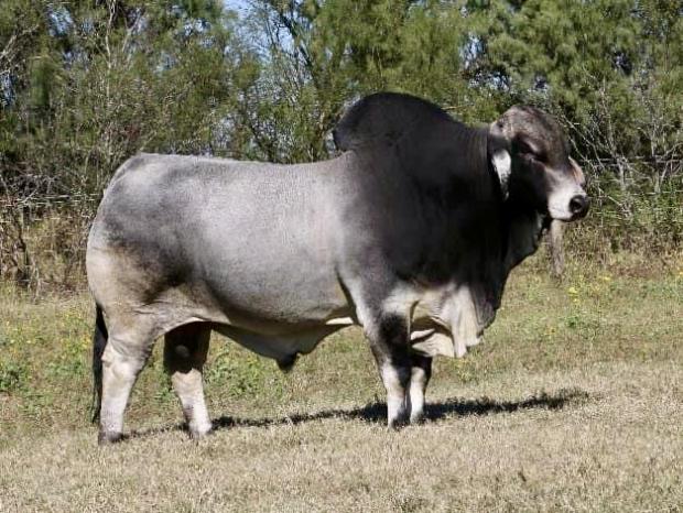 Son - LMC Polled Madison 133/0